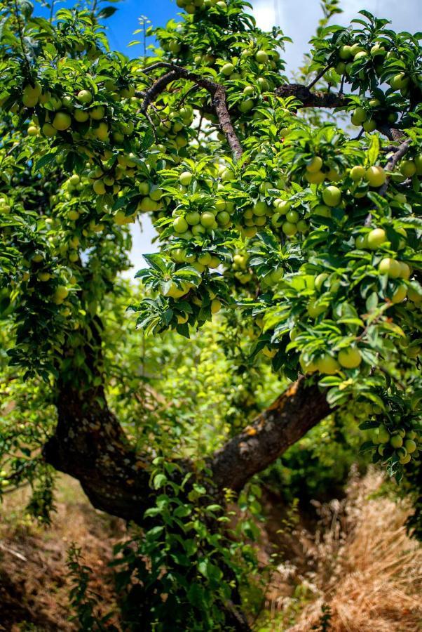 Efrosini Village Katelios Ngoại thất bức ảnh